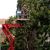 Tache Tree Services by Allied Tree